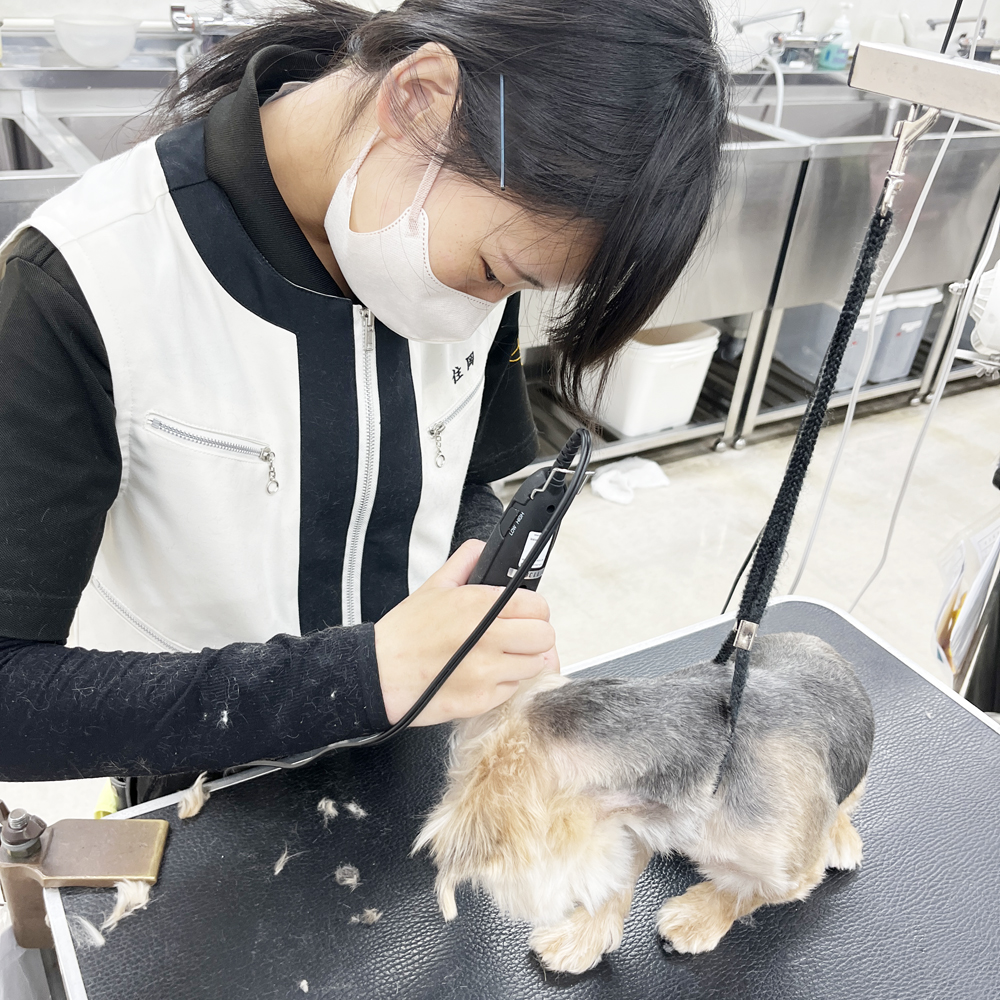 お客様の愛犬をトリミング！①